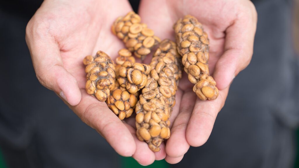 Kopi Luwak Der teuerste Kaffee der Welt