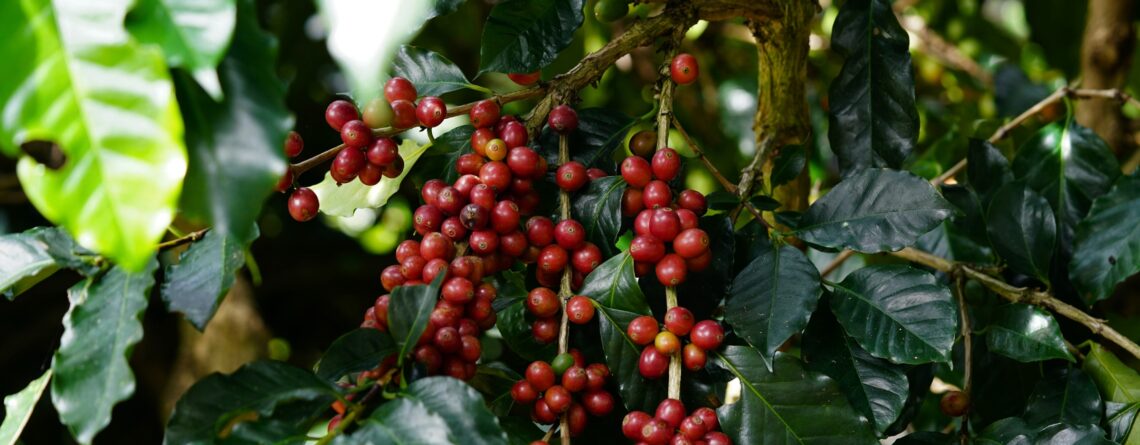 Bauernregel Jänner und die Kaffeeernte 2025 und 2026 bei Coffeechecker erklärt