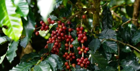 Bauernregel Jänner und die Kaffeeernte 2025 und 2026 bei Coffeechecker erklärt