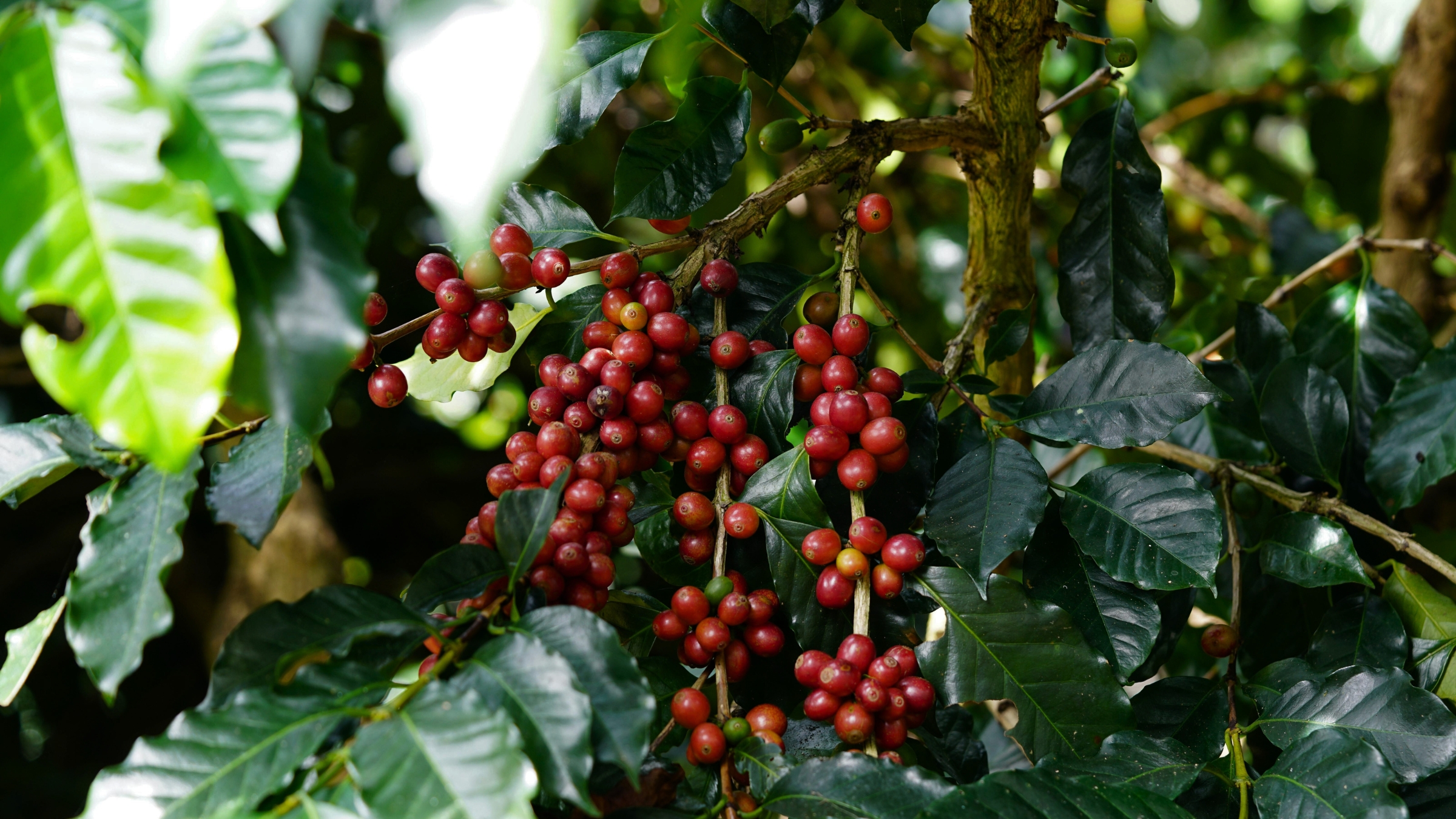 Bauernregel Jänner und die Kaffeeernte 2025 und 2026 bei Coffeechecker erklärt